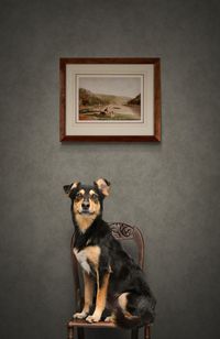 dog-sitting-on-a-wooden-chair